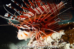 Spotfin Lionfish at night. Canon XSi / EF-S 17-85mm / Ike... by Vladimir Levantovsky 